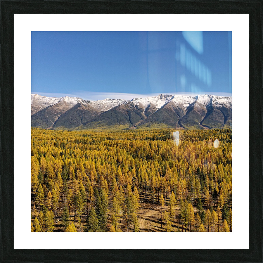 Golden Tammaracks Picture Frame print