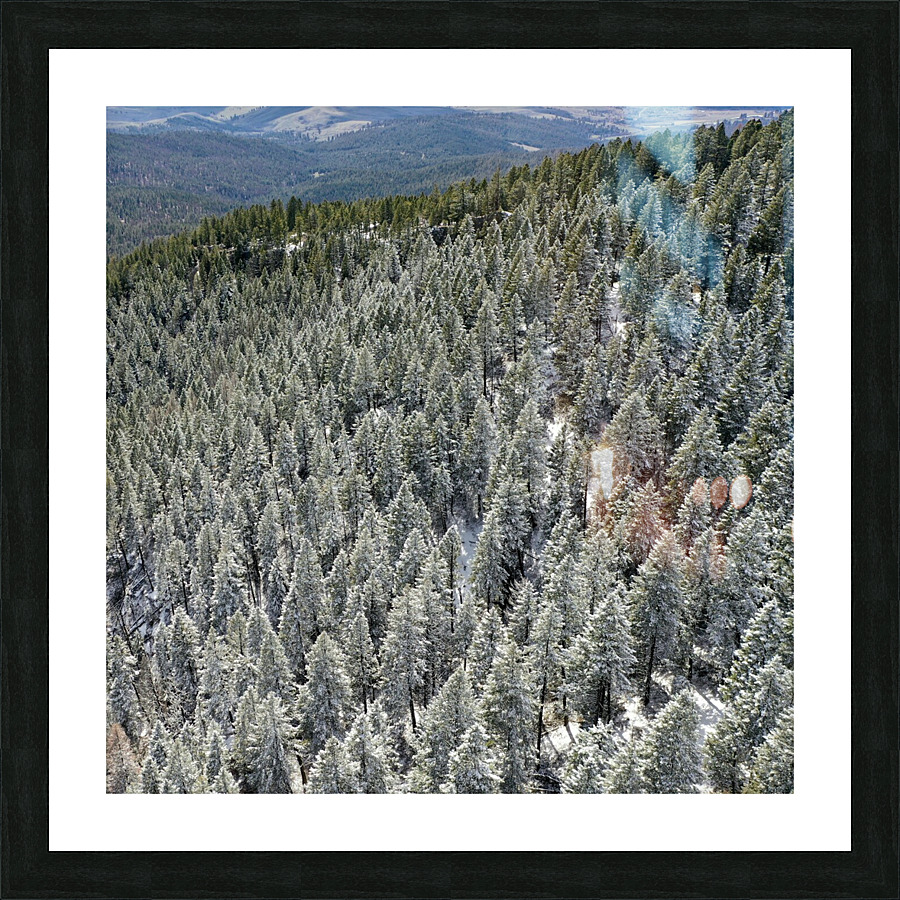 Frosted Pines Picture Frame print