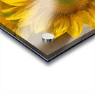 Sunflower Surreal Acrylic print