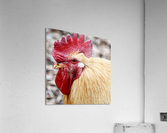 Tucker Acrylic Print