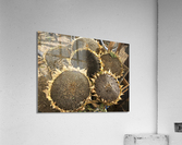 Seed heads Acrylic Print