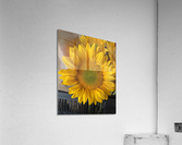 Sunflower Surreal Acrylic Print