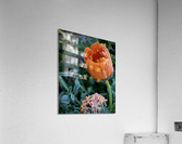 Frozen Calendula Acrylic Print