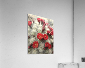 Cactus after rain Acrylic Print