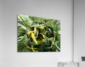 IMG 1274 Acrylic Print