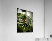 IMG 8688 Acrylic Print