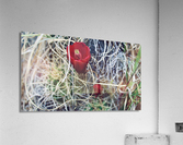 Single cactus bloom Acrylic Print