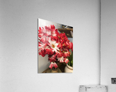 Red Daisy Acrylic Print