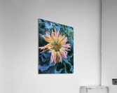 Frosted Calendula Acrylic Print