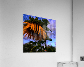 Sleepy head Acrylic Print