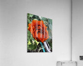 IMG 3925 Acrylic Print