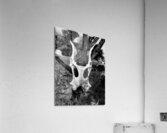 IMG 3652 Acrylic Print