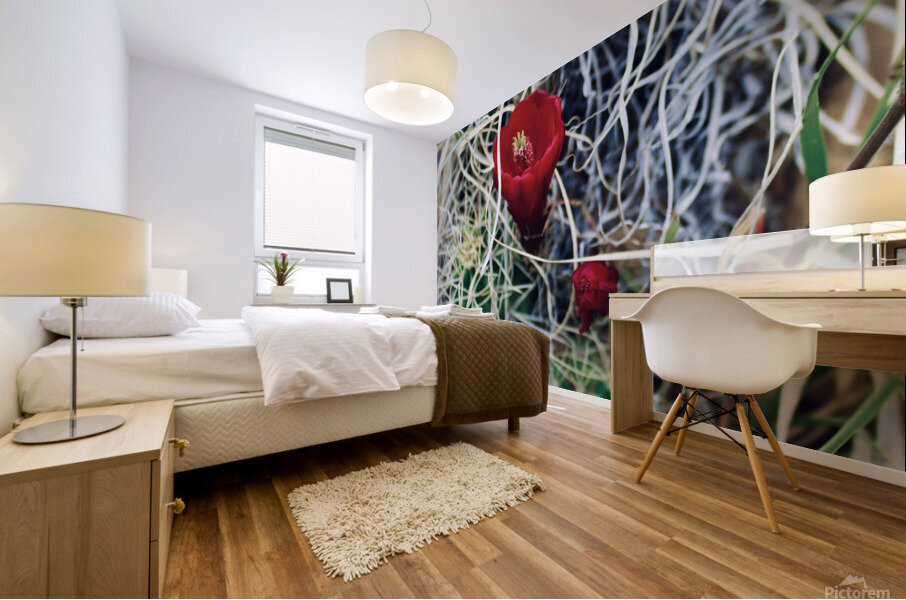 Single cactus bloom Mural print
