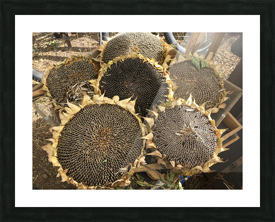 Seed heads Picture Frame print