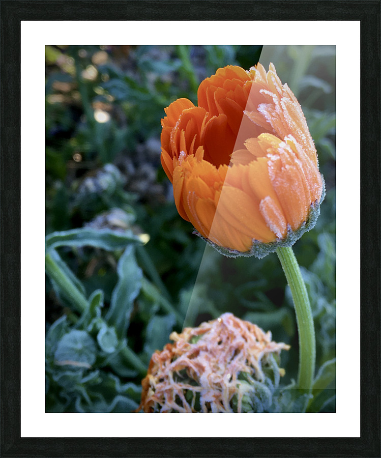 Frozen Calendula Picture Frame print
