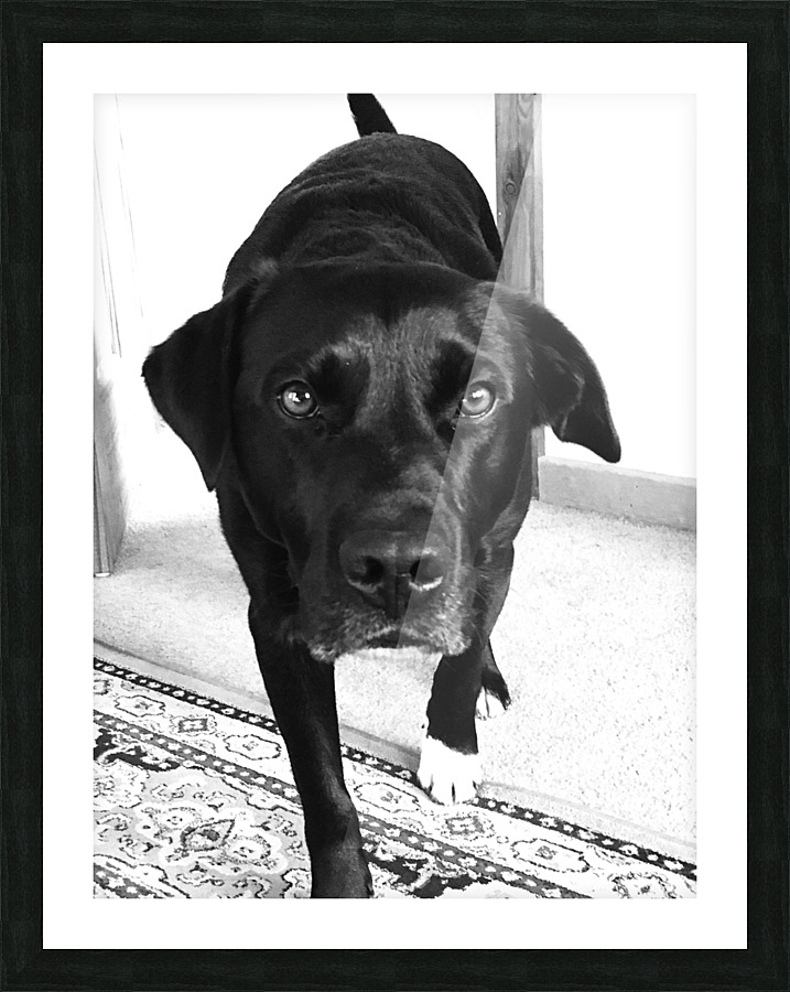 Ottis Stare Picture Frame print