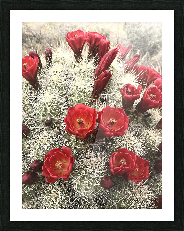 Cactus after rain Picture Frame print
