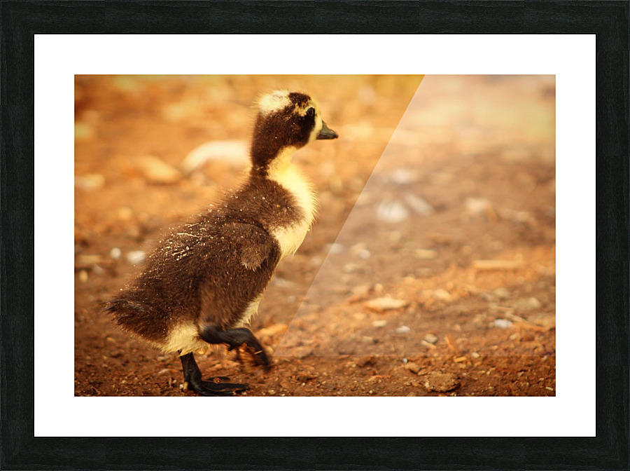 Uno the quick  Picture Frame print