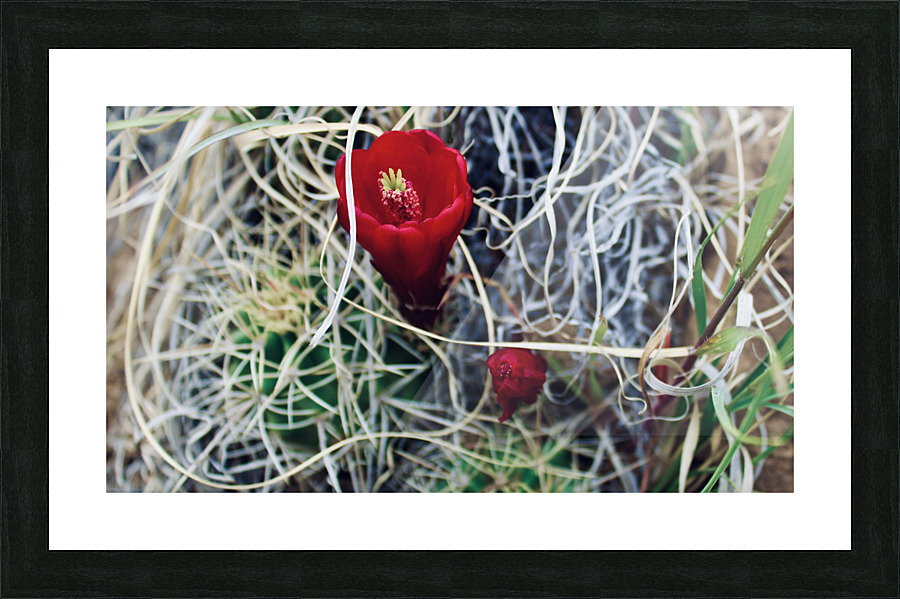 Single cactus bloom Picture Frame print