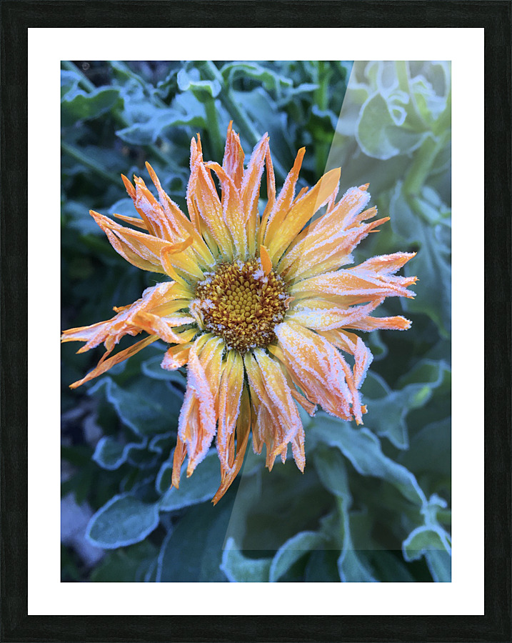 Frosted Calendula Picture Frame print