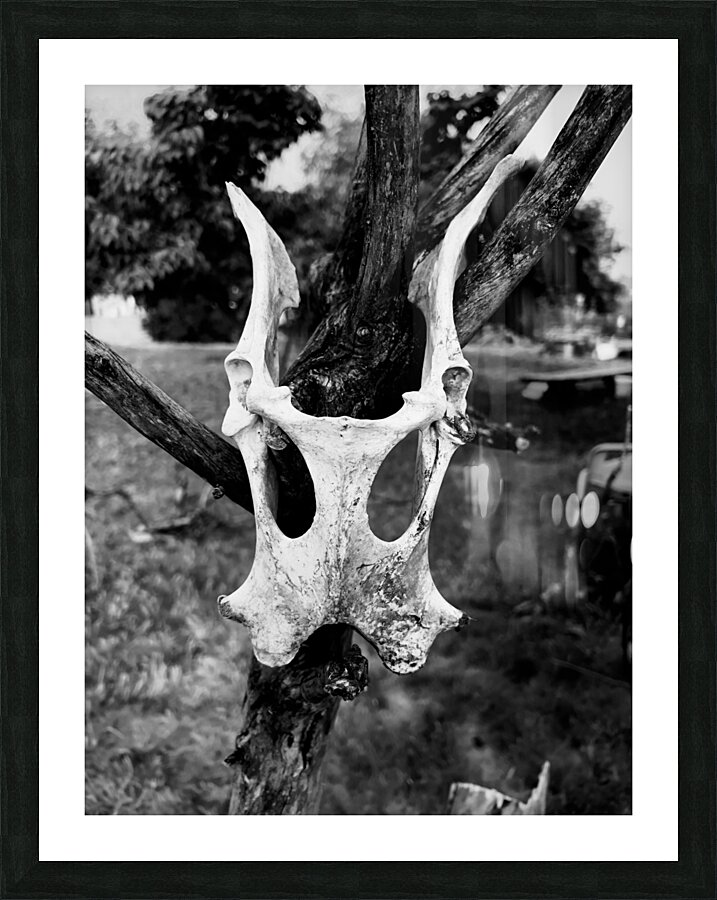 IMG 3652 Picture Frame print