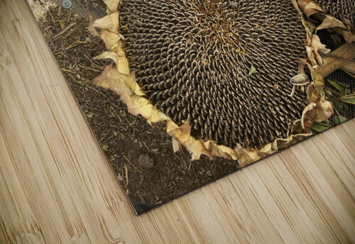 Seed heads Derek Udy puzzle