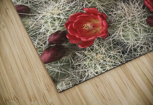 Cactus after rain Derek Udy puzzle