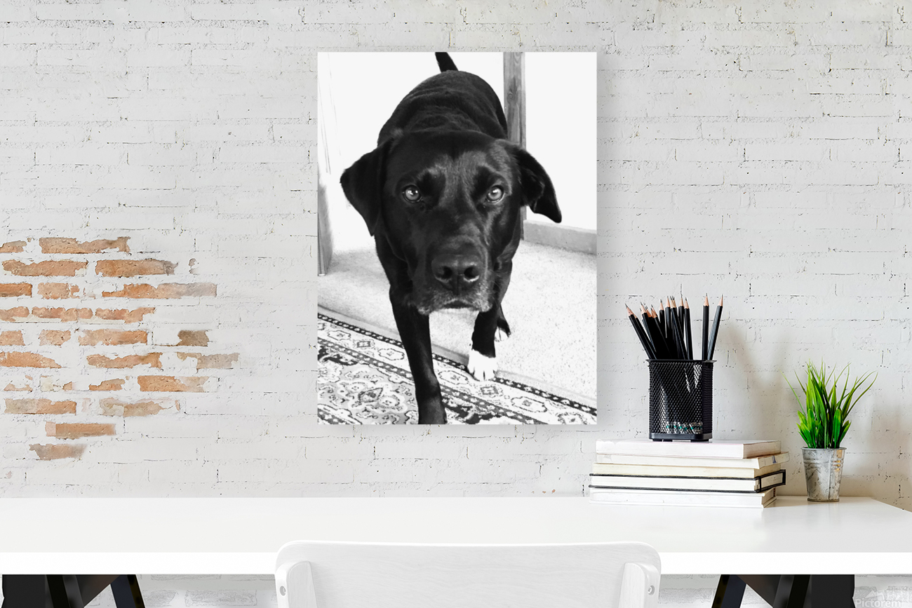 Ottis Stare Reproduction