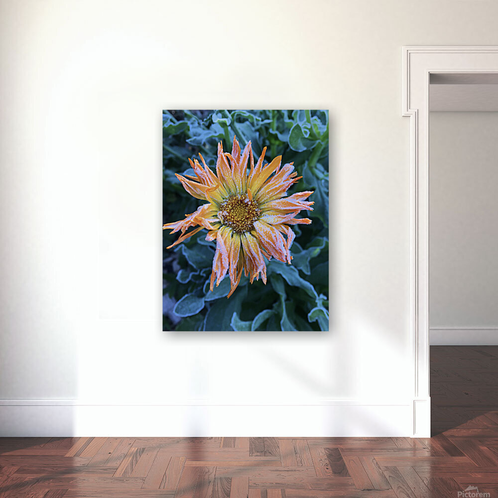 Frosted Calendula Reproduction