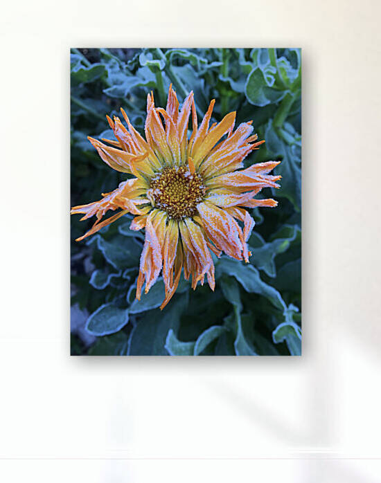 Frosted Calendula by Derek Udy