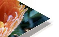 Frozen Calendula HD Metal print