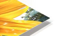 IMG 3967 HD Metal print