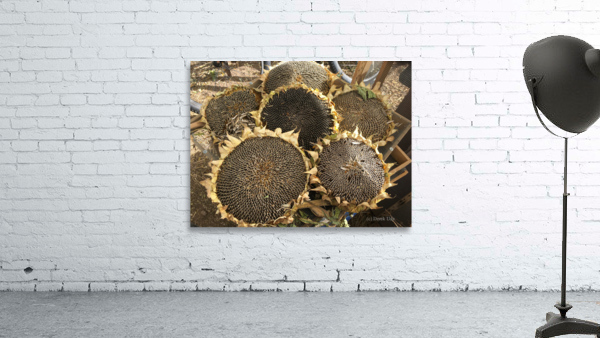 Seed heads Wall Preview