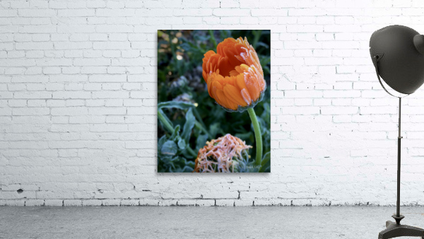 Frozen Calendula Wall Preview