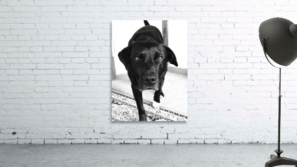 Ottis Stare Wall Preview