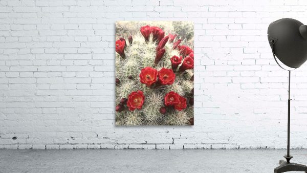 Cactus after rain Wall Preview