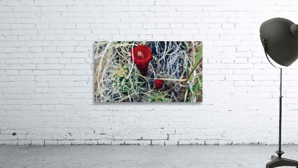 Single cactus bloom Wall Preview