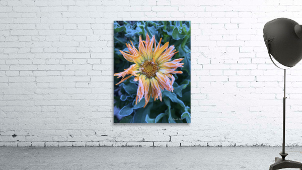 Frosted Calendula Wall Preview