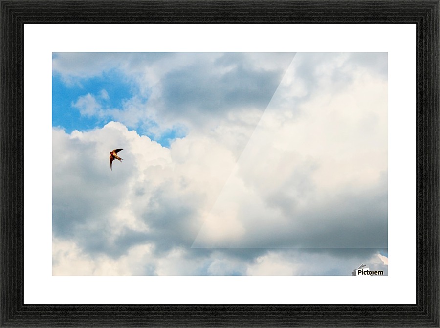 Freedom Flight Picture Frame print