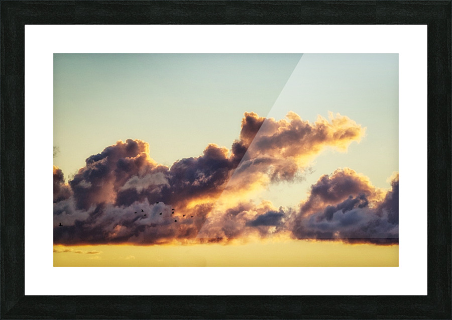 Geese at daybreak Picture Frame print