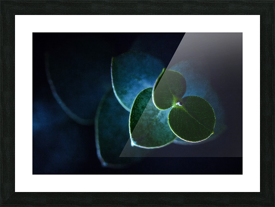 Eucalyptus Picture Frame print