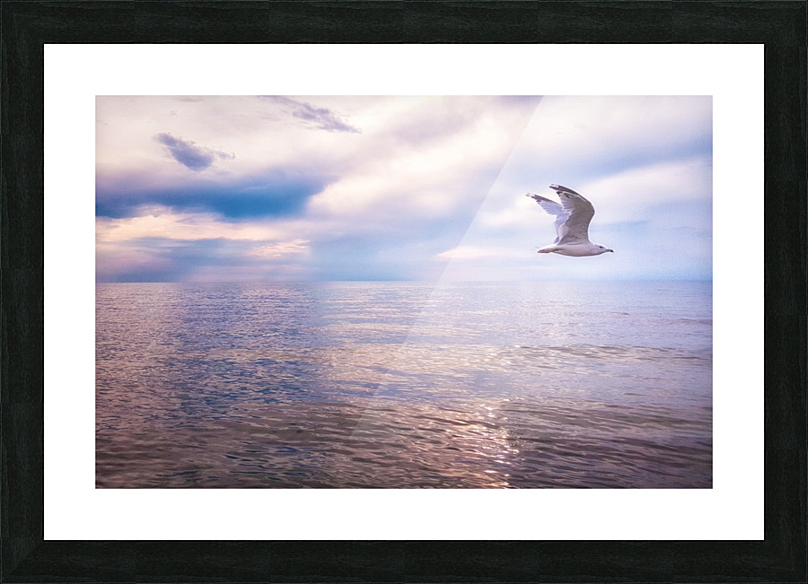 Seagull in flight Picture Frame print