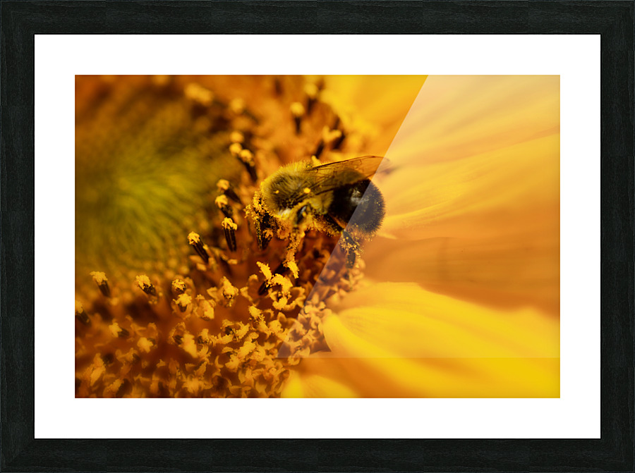 Bee into sunflower Picture Frame print
