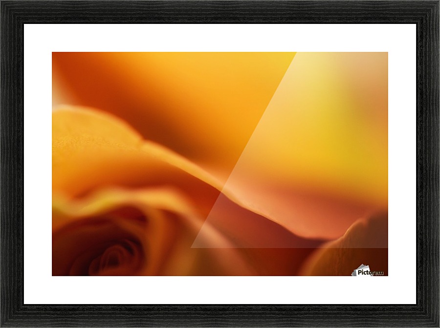 Orange Rose Picture Frame print