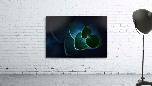 Eucalyptus Wall Preview