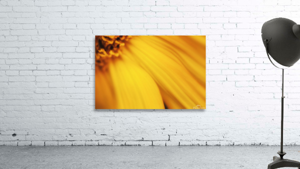 Sunflower petal swoop Wall Preview