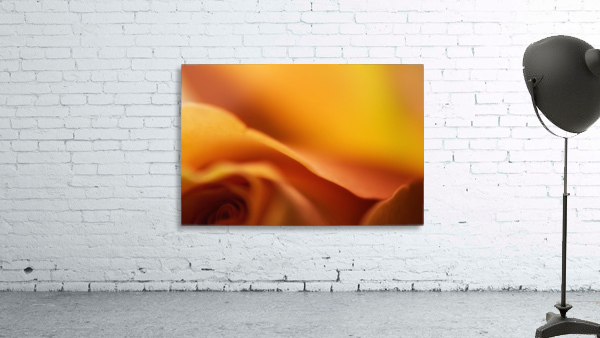 Orange Rose Wall Preview