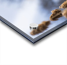 Redwinged Blackbird Acrylic print