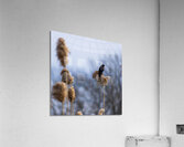 Redwinged Blackbird Acrylic Print