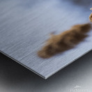 Redwinged Blackbird Metal print